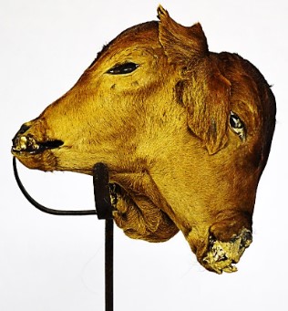 VERTEBRATI/ MAMMIFERI/ Bovino domestico (esemplare)