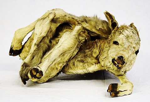 VERTEBRATI/ MAMMIFERI/ Bovino domestico (esemplare)