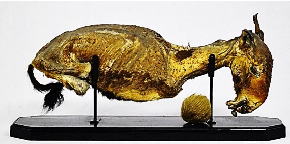 VERTEBRATI/ MAMMIFERI/ Asino (esemplare)