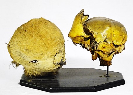 VERTEBRATI/ MAMMIFERI/ Bovino domestico (esemplare)