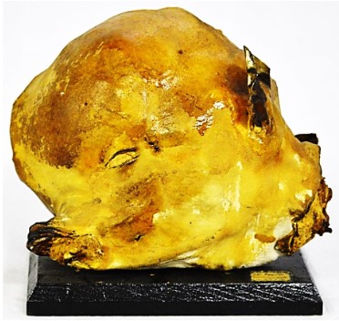 VERTEBRATI/ MAMMIFERI/ Bovino domestico (esemplare)