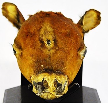 VERTEBRATI/ MAMMIFERI/ Bovino domestico (esemplare)