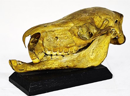 VERTEBRATI/ MAMMIFERI/ Cavallo (esemplare)