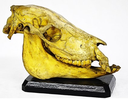 VERTEBRATI/ MAMMIFERI/ Cavallo (esemplare)
