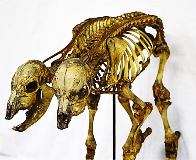 VERTEBRATI/ MAMMIFERI/ Bovino domestico (esemplare)