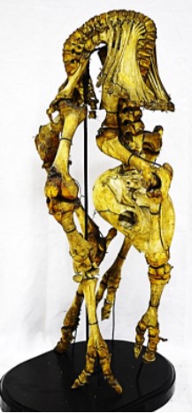 VERTEBRATI/ MAMMIFERI/ Bovino domestico (esemplare)