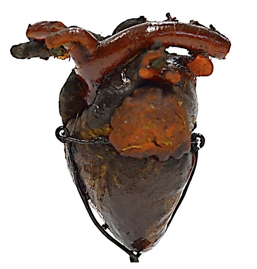 VERTEBRATI/ MAMMIFERI/ Galeopiteco delle Filippine (esemplare)