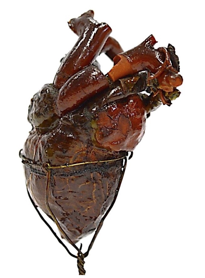 VERTEBRATI/ UCCELLI/ oca (esemplare)