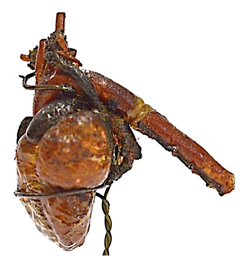 VERTEBRATI/ UCCELLI/ Tacchino (esemplare)