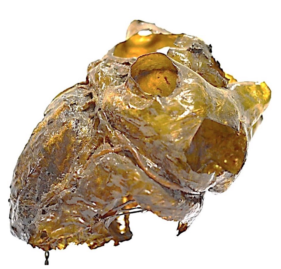 VERTEBRATI/ MAMMIFERI/ Essere umano moderno (esemplare)