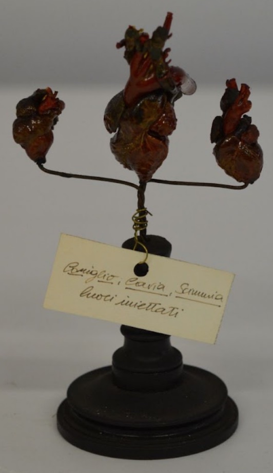 VERTEBRATI/ MAMMIFERI (insieme)