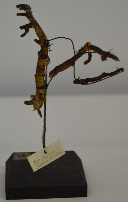 VERTEBRATI/ MAMMIFERI/ Cane (esemplare)