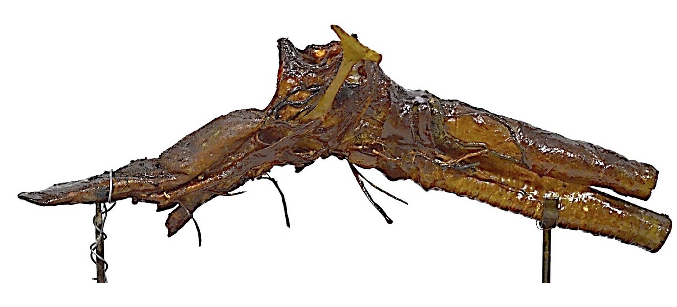 VERTEBRATI/ MAMMIFERI/ Pecora (esemplare)