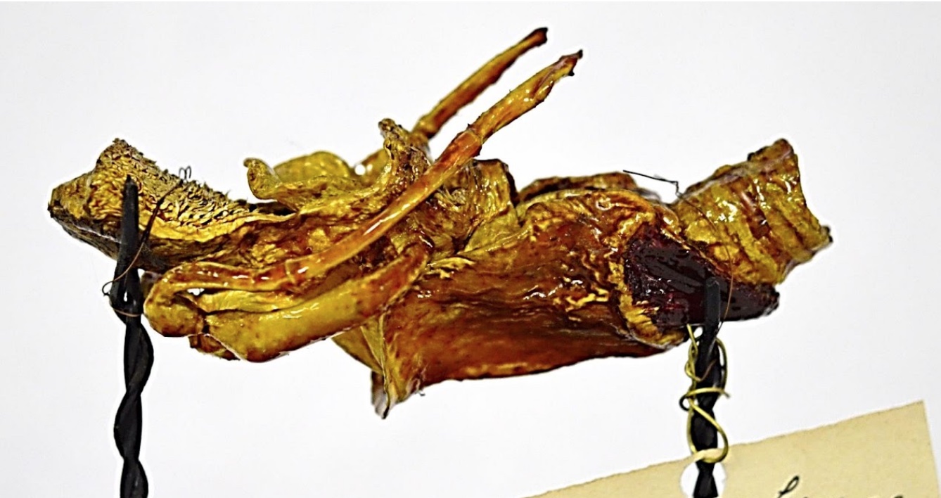 VERTEBRATI/ MAMMIFERI/ Suino domestico (esemplare)