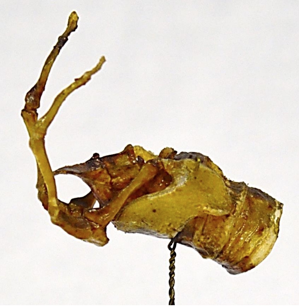 VERTEBRATI/ MAMMIFERI/ Cane (esemplare)