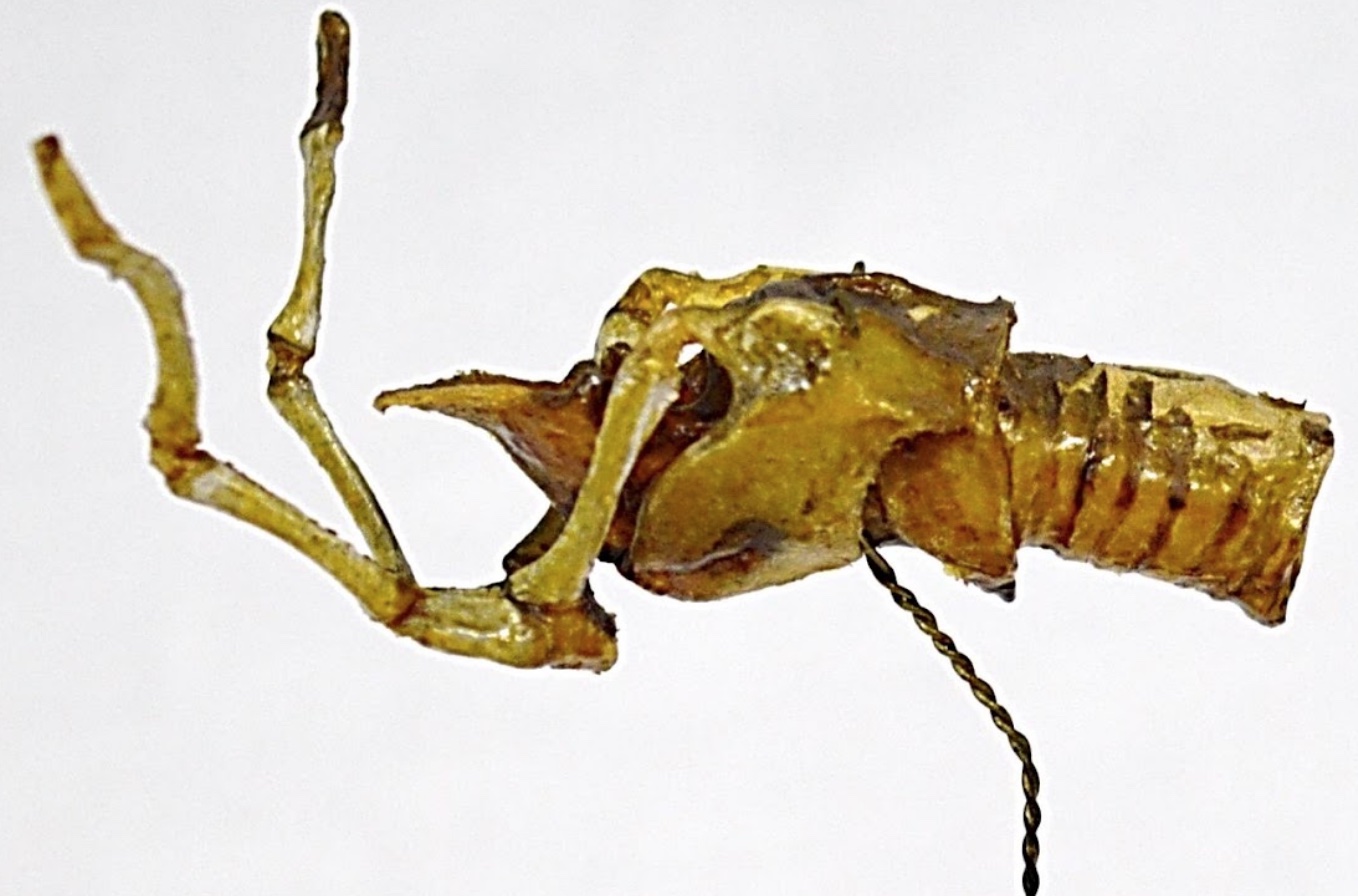 VERTEBRATI/ MAMMIFERI/ Cane (esemplare)