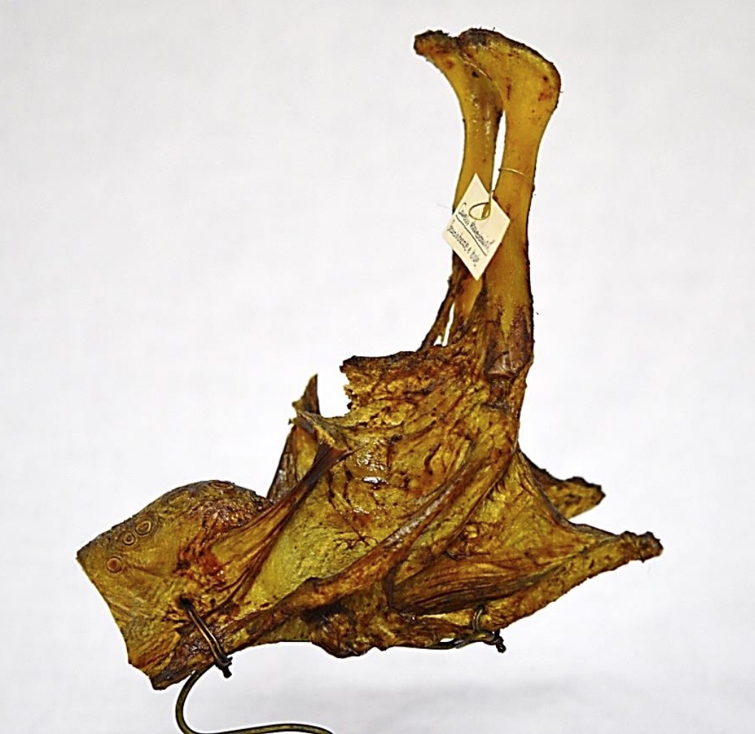 VERTEBRATI/ MAMMIFERI/ Dromedario (esemplare)