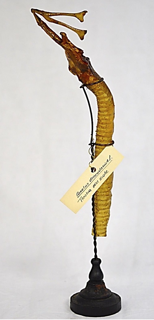 VERTEBRATI/ MAMMIFERI/ Dromedario (esemplare)