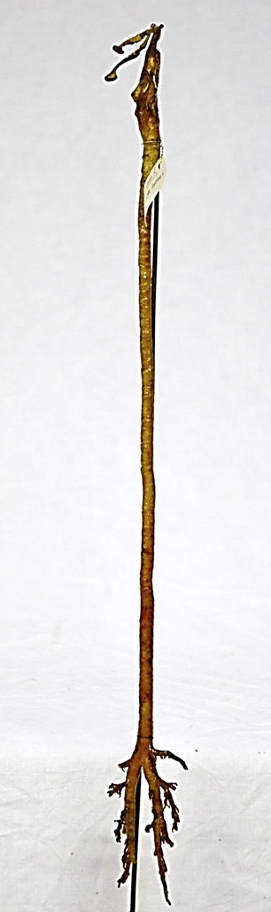 VERTEBRATI/ UCCELLI/ pavone (esemplare)