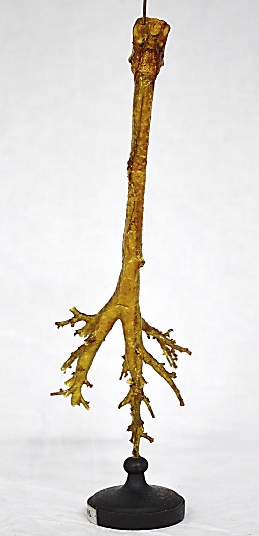 VERTEBRATI/ MAMMIFERI/ Cavallo domestico (esemplare)