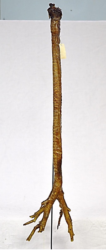 VERTEBRATI/ MAMMIFERI/ Cavallo domestico (esemplare)