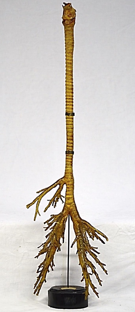 VERTEBRATI/ MAMMIFERI/ Bovino domestico (esemplare)