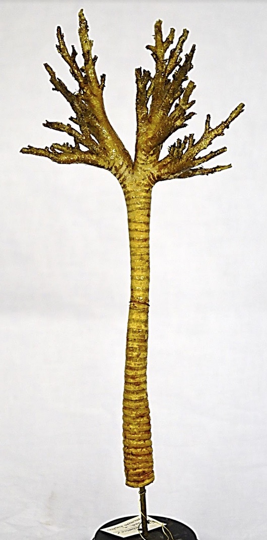 VERTEBRATI/ MAMMIFERI/ Suino domestico (esemplare)