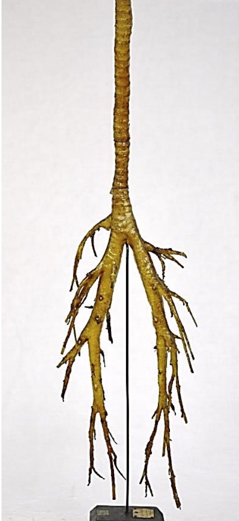VERTEBRATI/ MAMMIFERI/ Dromedario (esemplare)