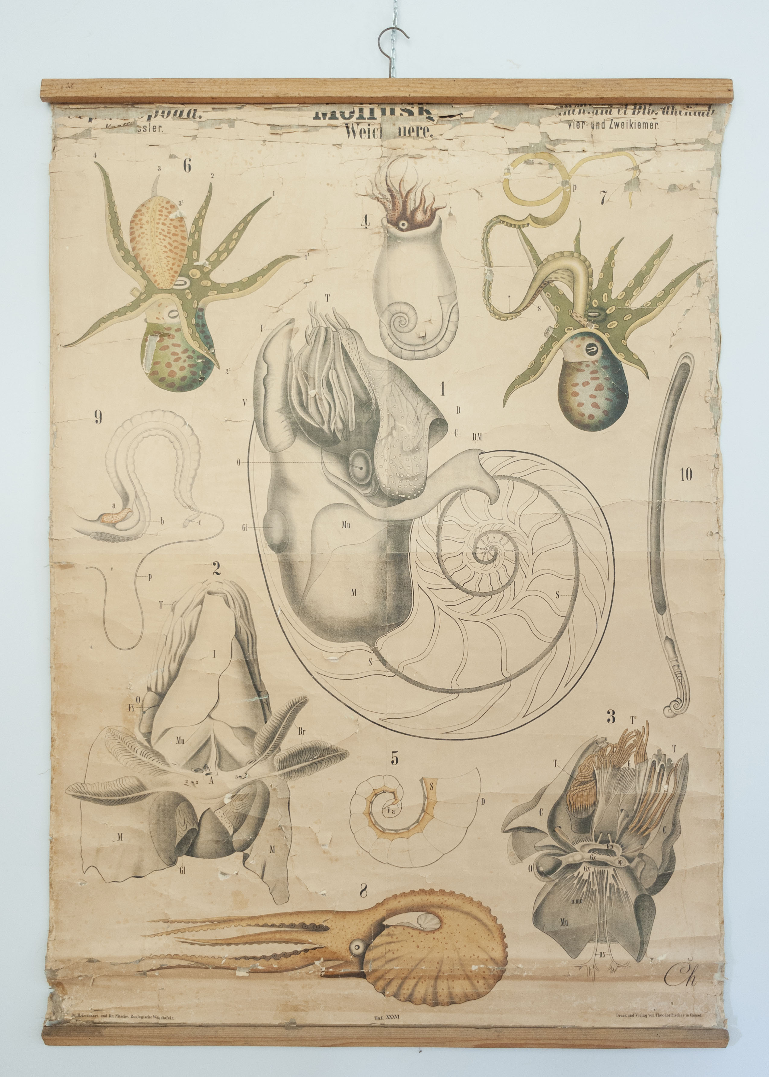tavola parietale didattica, Molluska. Cephalopoda. Tetrabranchiata et Dibranchiata. Tav. XXXVI di Chun, Carl (XIX)