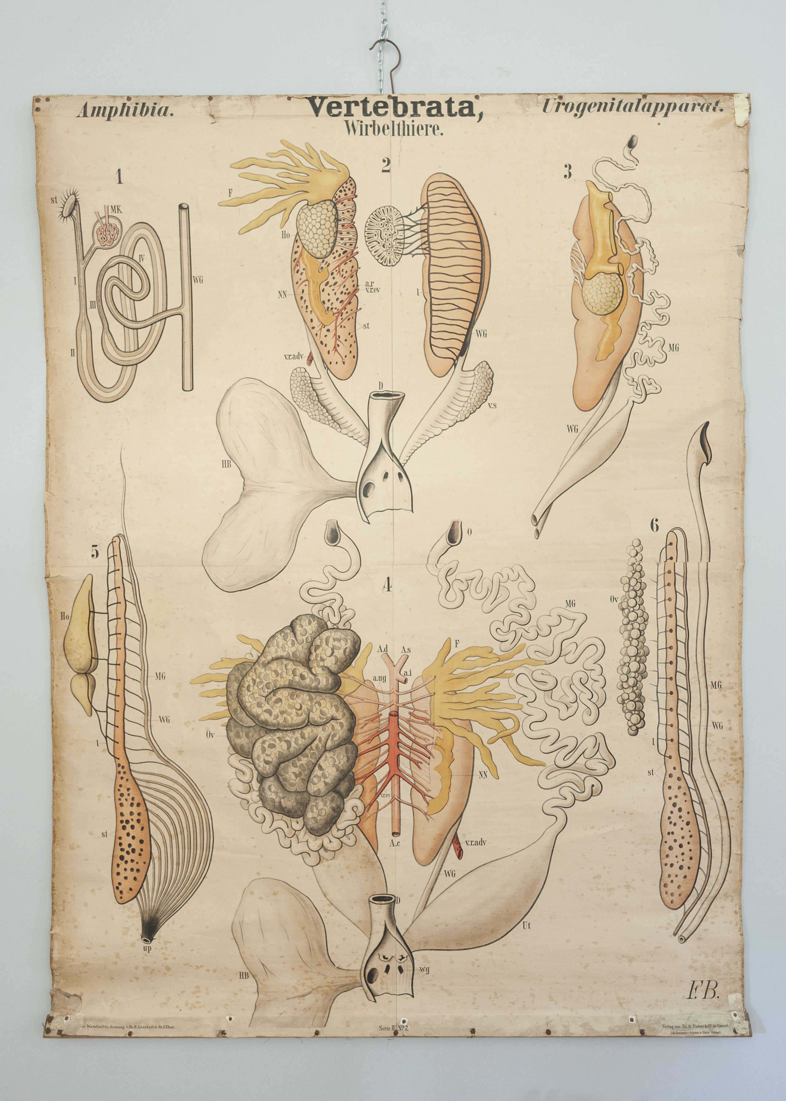 tavola parietale didattica, Amphibia. Vertebrata, Urogenitalapparat. Serie II N. 7 di Leuckart, Rudolf, Chun, carl, G. Fischer & Co. in Cassel, Lith. Kunstanst. V. Eckstein & Stähle, Stuttgart (seconda metà XIX)