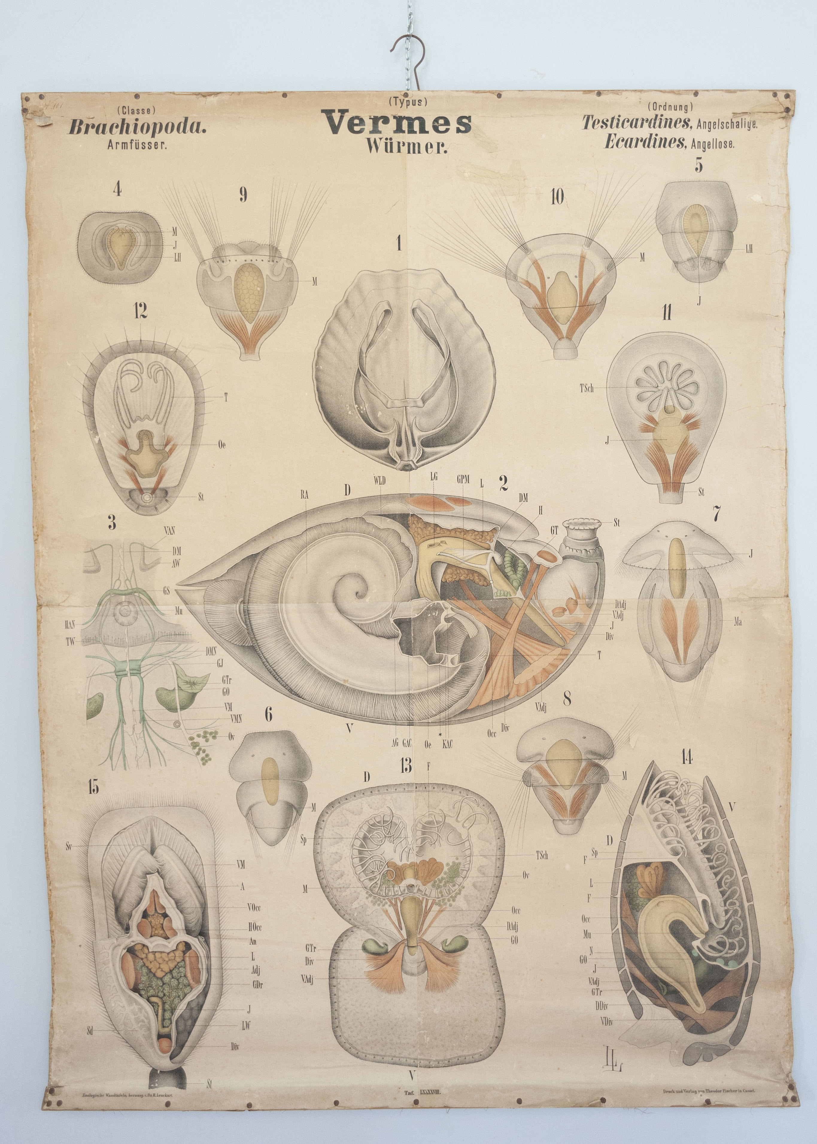 tavola parietale didattica, Vermes. Brachiopoda. Testicardines, Ecardines di Leuckart, Rudolf (XIX)