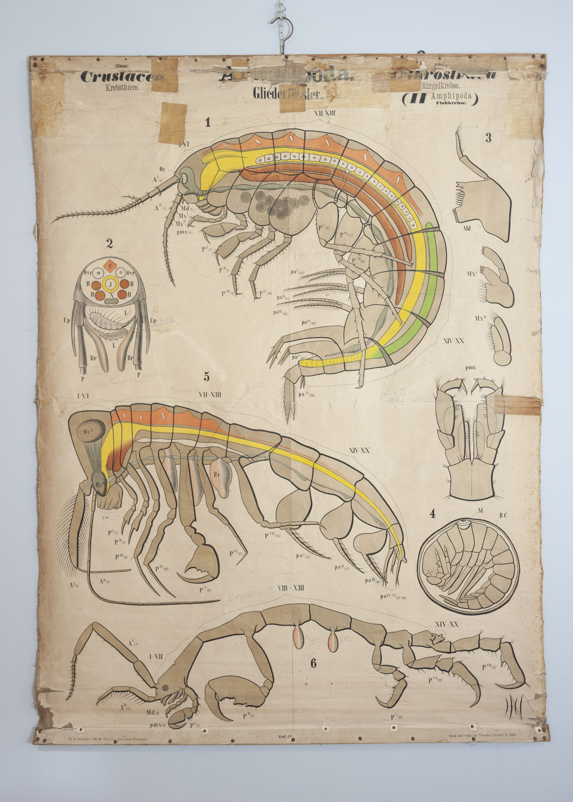 tavola parietale didattica, Arthropoda. Crustacea. Arthrostraca. (II Amphipoda). Tav. LV di Leuckart, Rudolf, Nitsche, Hinrich, Theodor Fischer in Cassel u. Berlin (ultimo quarto XIX)