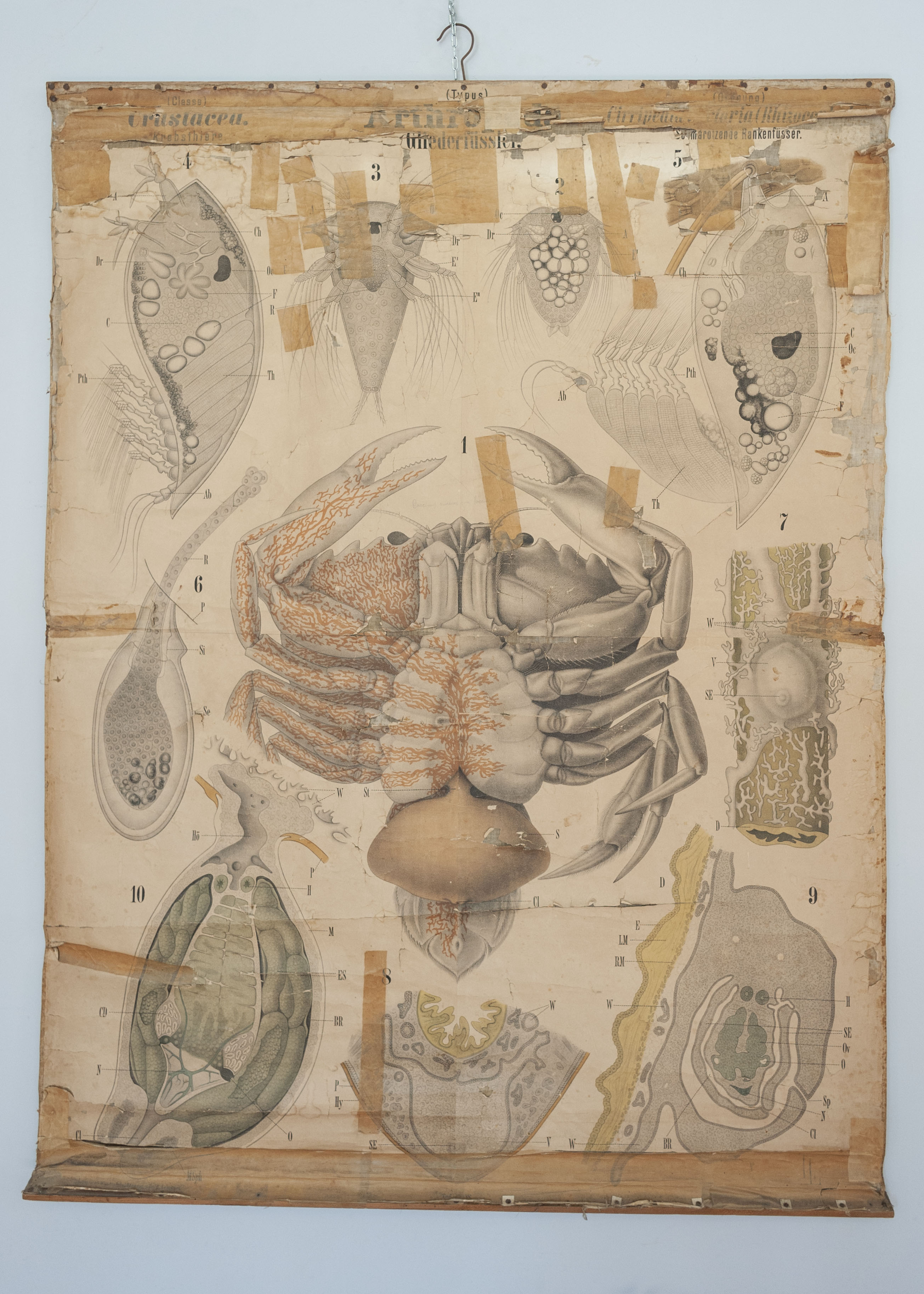 tavola parietale didattica, Arthropoda. Crustacea. Cirripedia suctoria (Rhizocephala) Tav. LXXXV di Leuckart, Rudolf, Looss, Arthur, Theodor Fischer in Cassel (XIX)