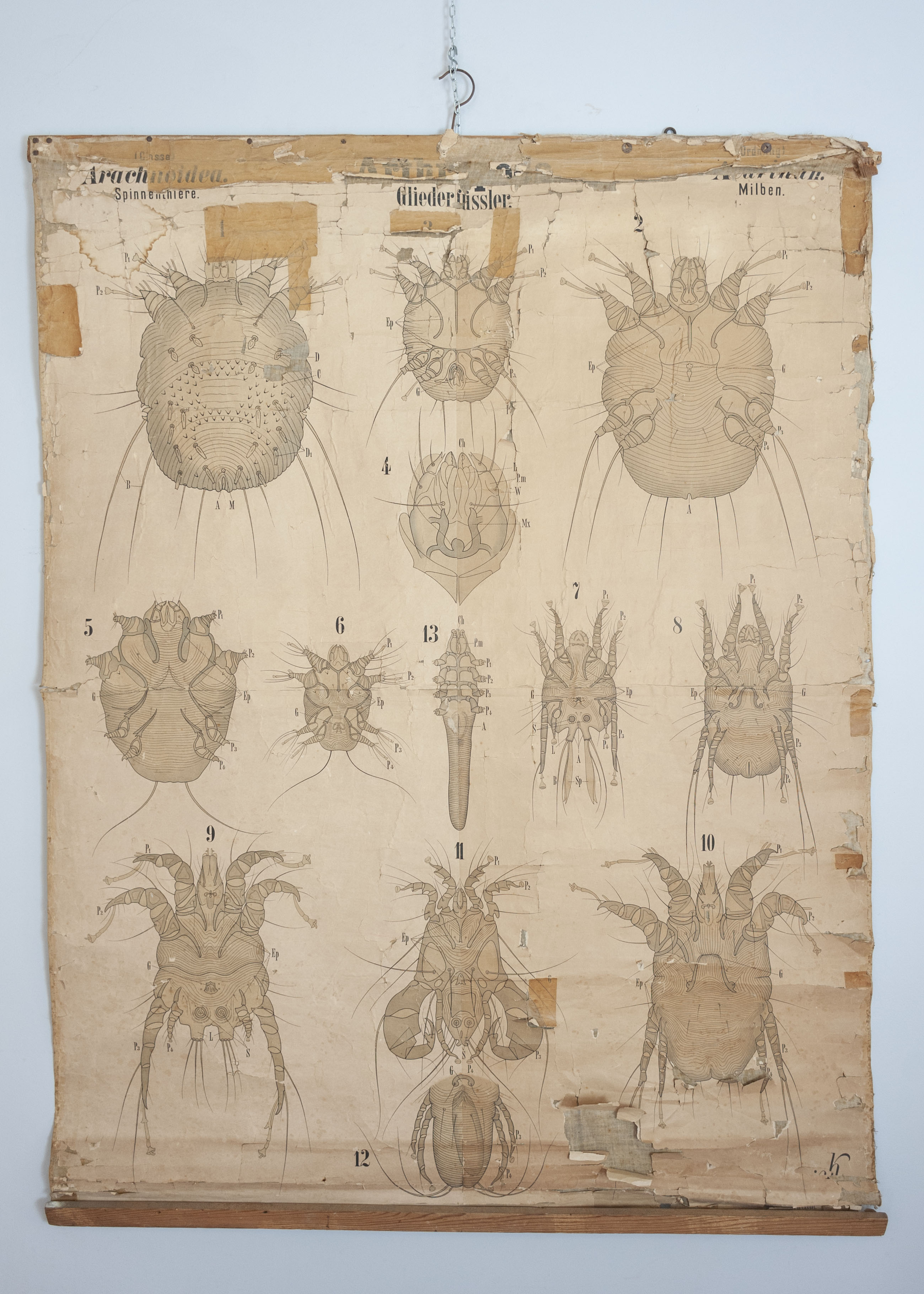 tavola parietale didattica, Arthropoda. Arachnoidea. Acarina II. Tav. LVIII di Leuckart, Rudolf, Theodor Fischer in Cassel, Karl Richard Krieger (ultimo quarto XIX)