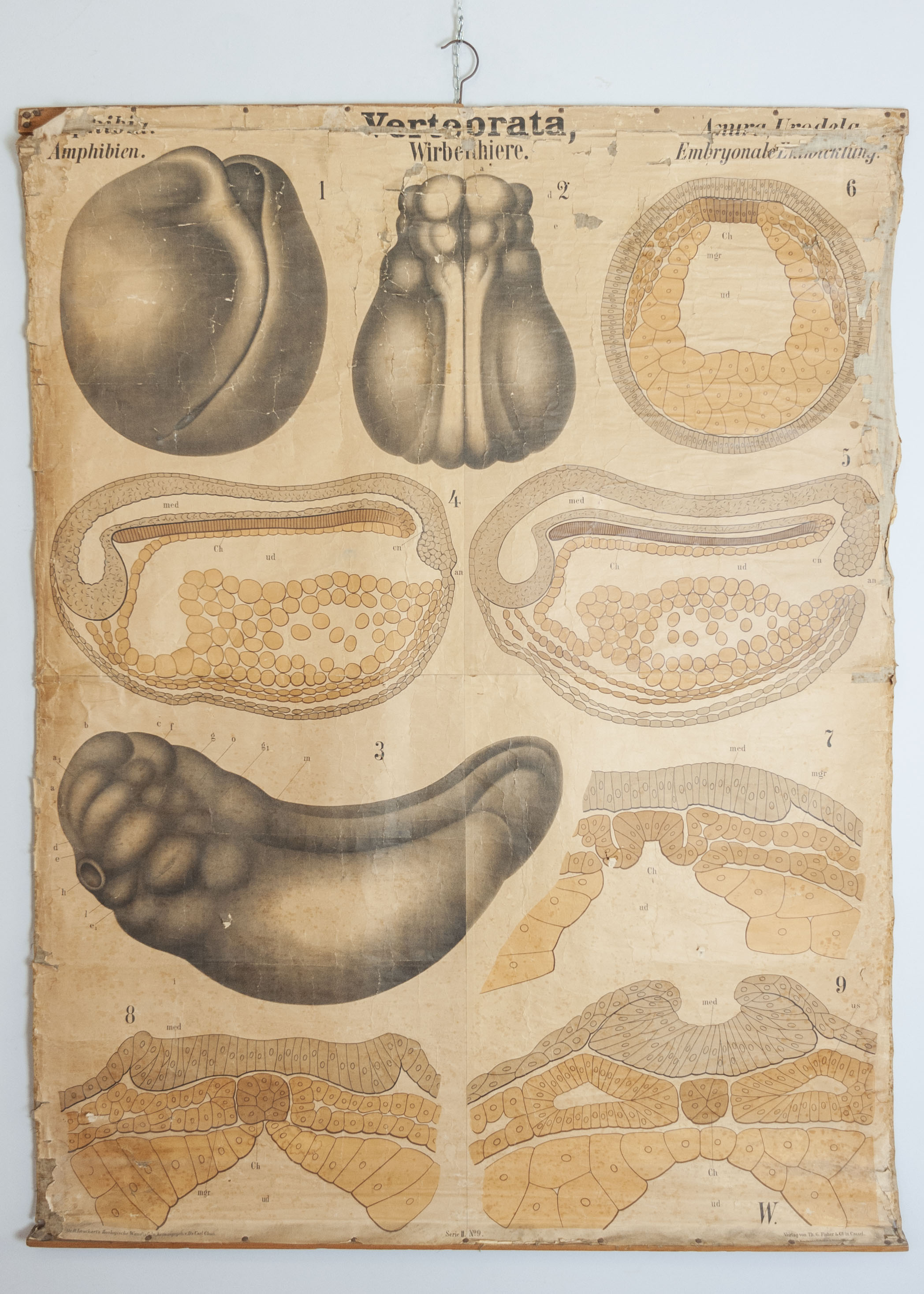 tavola parietale didattica, Vertebrata, Amphibia. Anura, Urodela. Serie II. Tav. 9 di Leuckart, Rudolf, Chun, Carl, Will, Ludwig, Theodor Fischer in Cassel (ultimo quarto XIX)