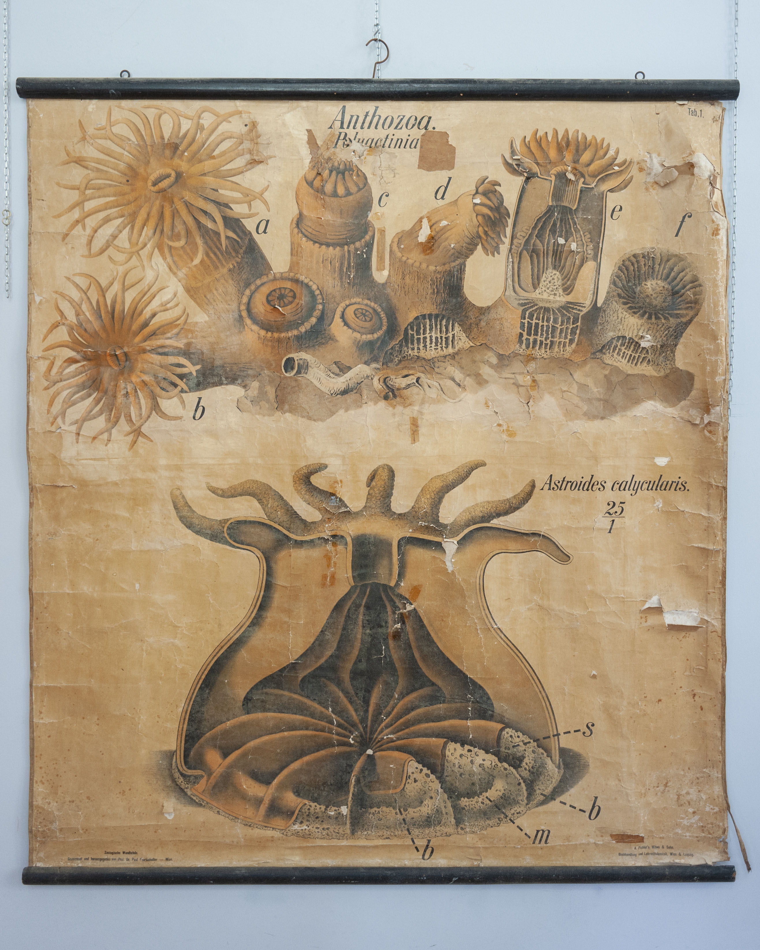 tavola parietale didattica, Anthozoa. Polyactinia. Astroides calycularis. Tav. 1 di Pfurtscheller, Paul, A. Pichler's Witwe & Sohn (primo quarto XX)