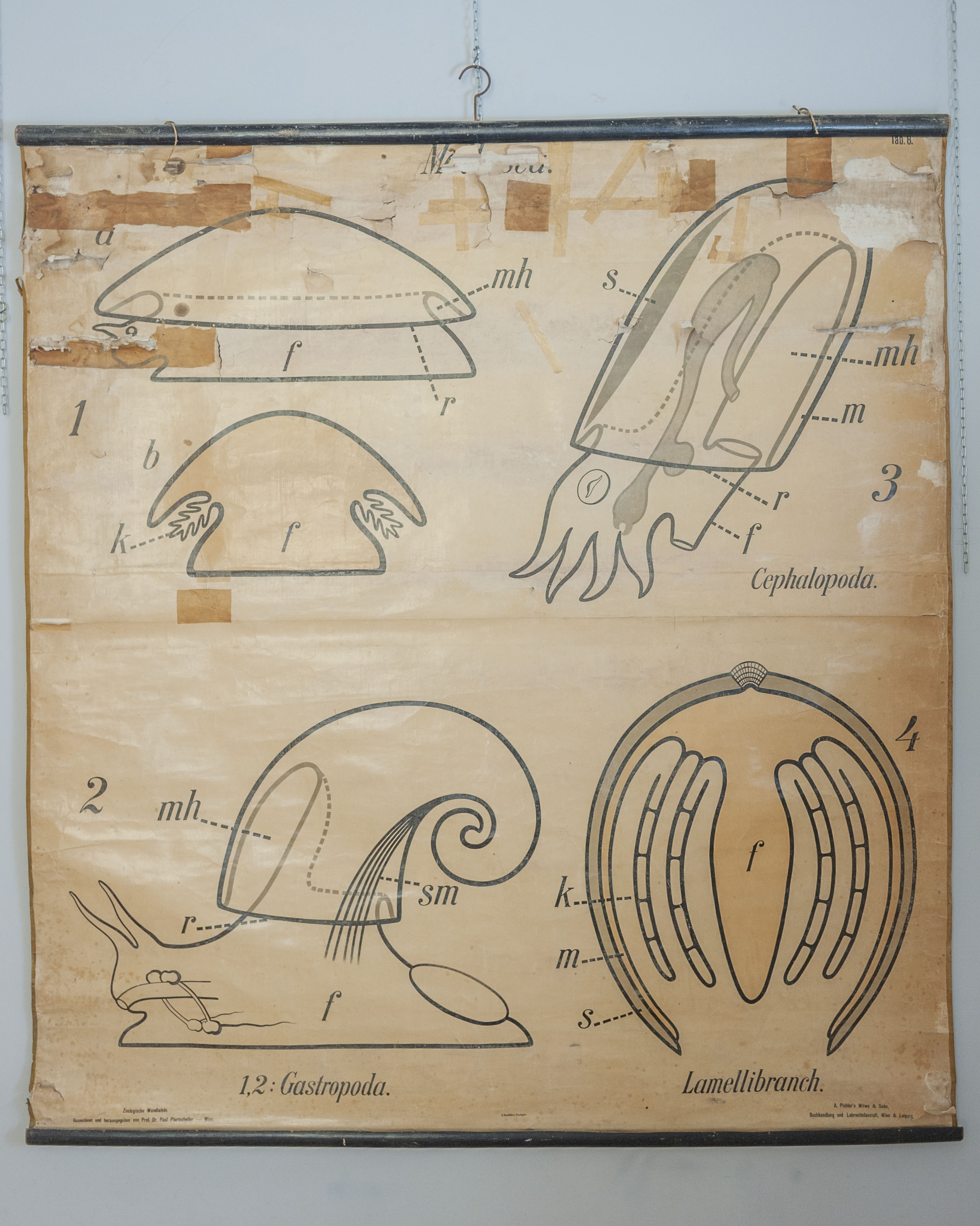 tavola parietale didattica, Mollusca. Tab. 8 di Pfurtscheller, Paul, A. Pichler's Witwe & Sohn (primo quarto XX)