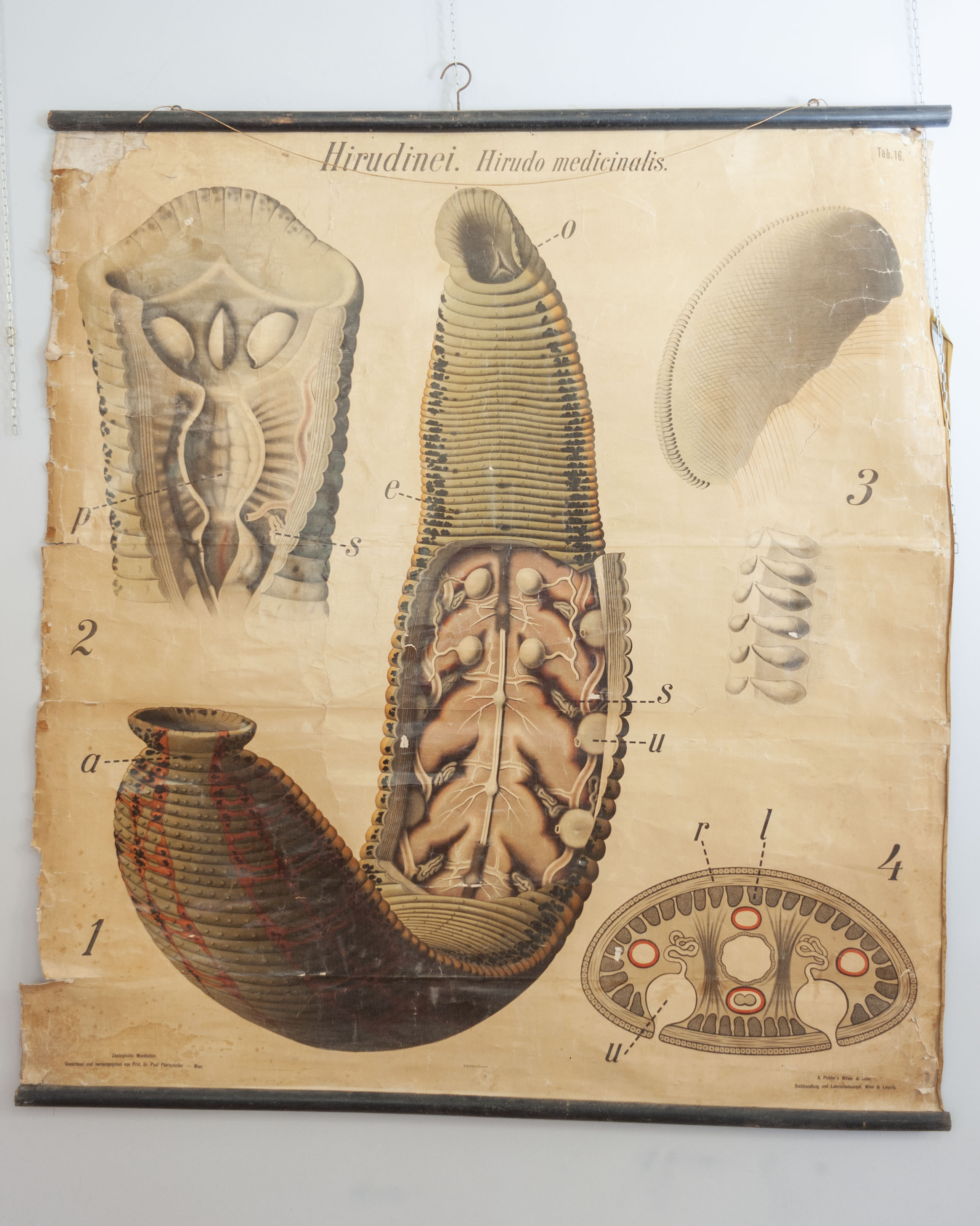 tavola parietale didattica, Hirudinei. Hirudo medicinalis. Tav.16 di Pfurtscheller, Paul, A. Pichler's Witwe & Sohn (primo quarto XX)