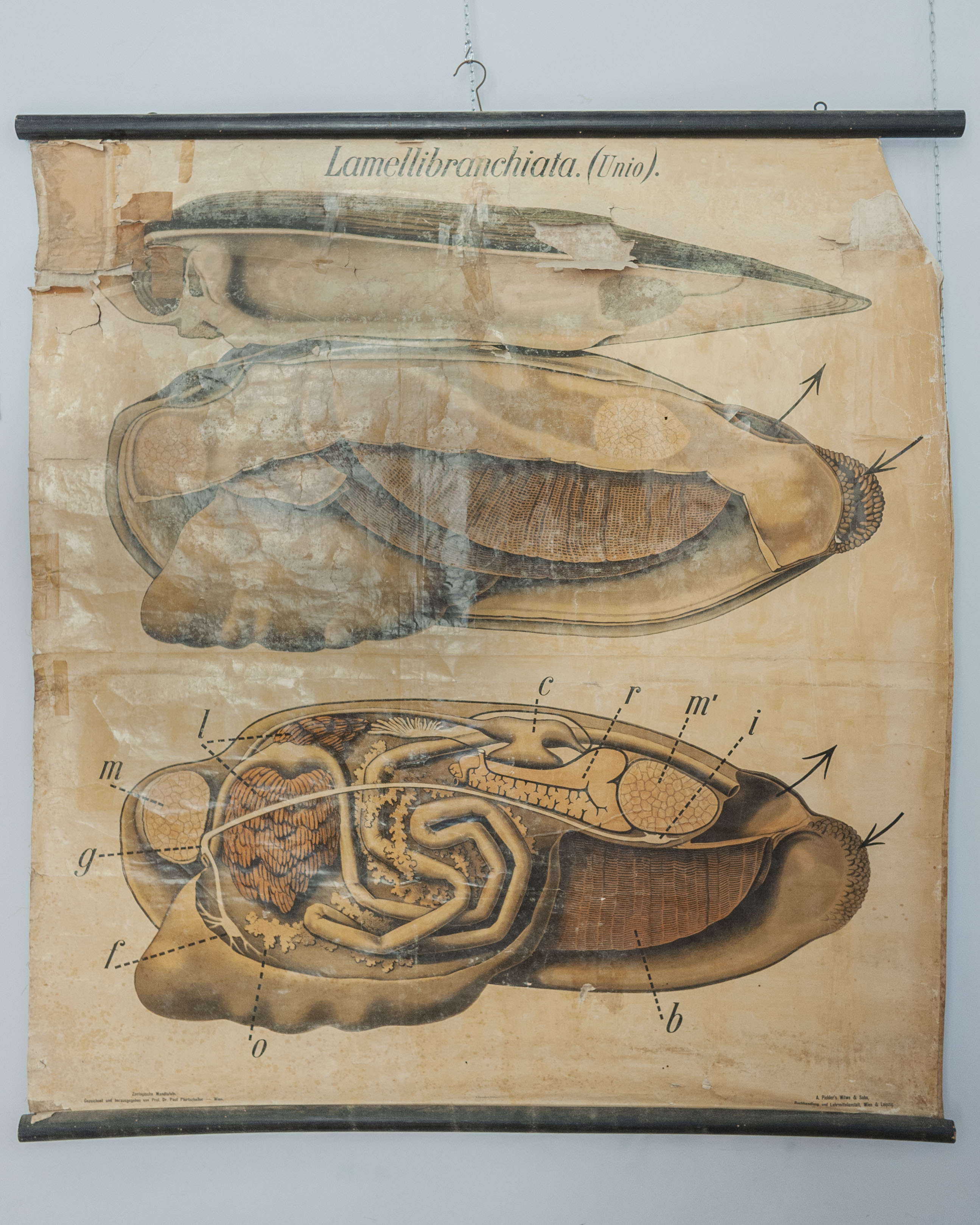 tavola parietale didattica, Lamellibranchiata. (Unio). Tav.2 di Pfurtscheller, Paul, A. Pichler's Witwe & Sohn (primo quarto XX)