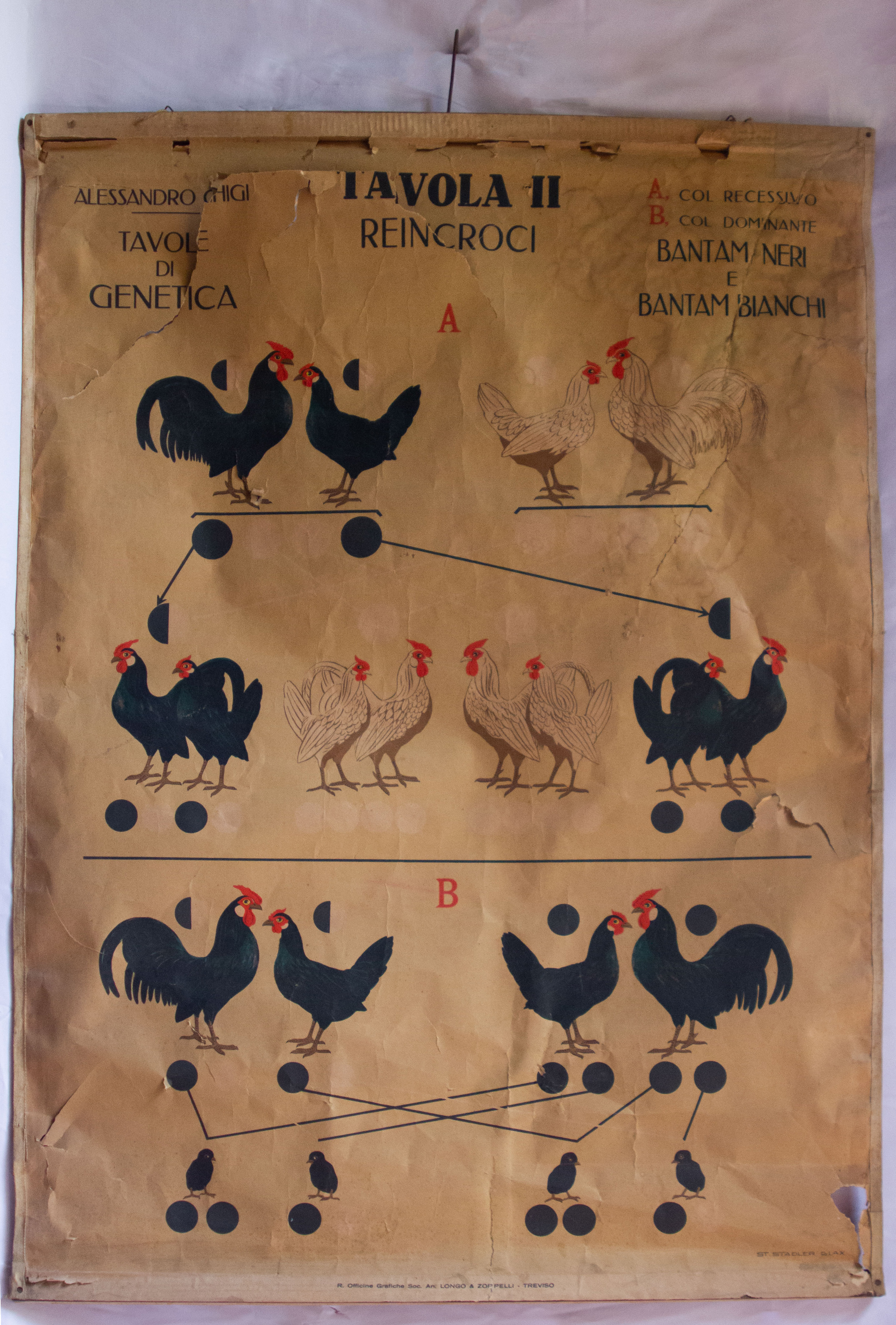 tavola di genetica, reincroci di Ghigi, Alessandro, Stadler Glax, Stephanie, R. Officine Grafiche Soc. An. Longo & Zoppelli, Treviso (XX)