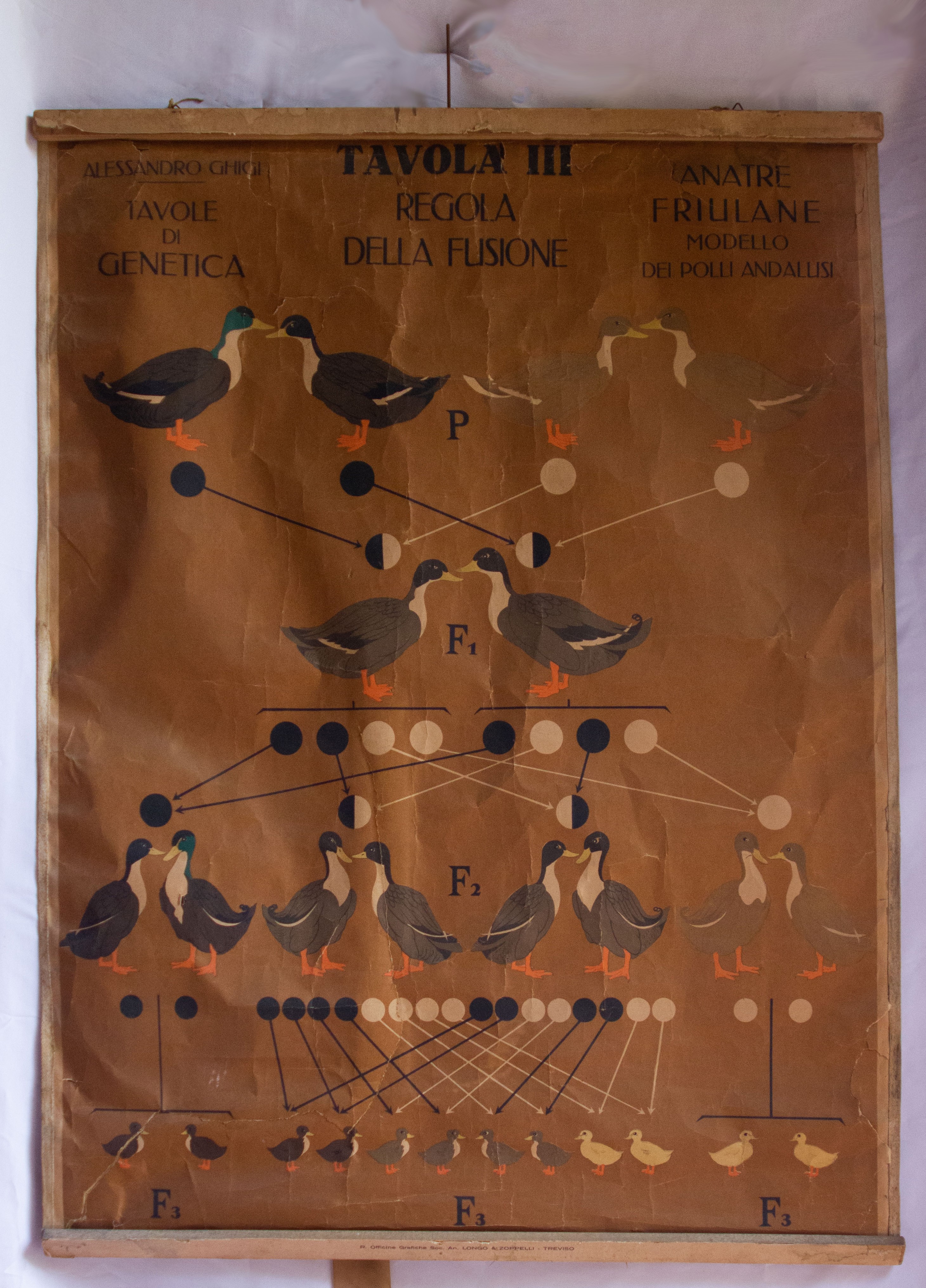 tavola di genetica, regola della fusione di Ghigi, Alessandro, Stadler Glax, Stephanie, R. Officine Grafiche Soc. An. Longo & Zoppelli, Treviso (XX)