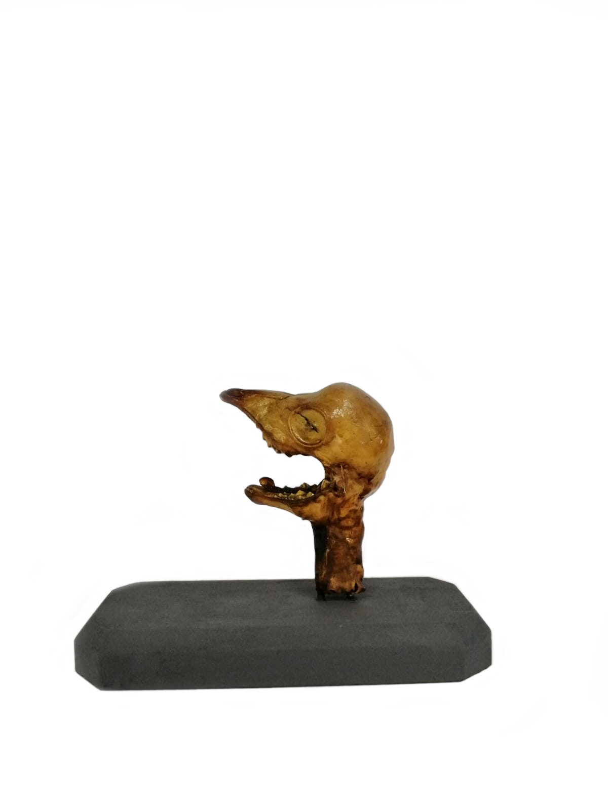 VERTEBRATI/ MAMMIFERI/ Bovino domestico (esemplare)