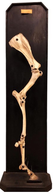 VERTEBRATI/ MAMMIFERI/ Cavallo (esemplare)