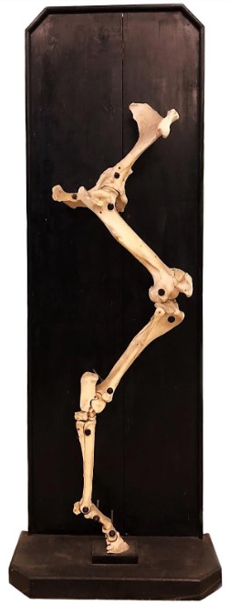 VERTEBRATI/ MAMMIFERI/ Cavallo (esemplare)