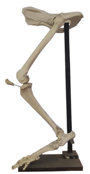 VERTEBRATI/ MAMMIFERI/ tigre (esemplare)