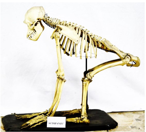 VERTEBRATI/ MAMMIFERI/ scimpanzè (esemplare)