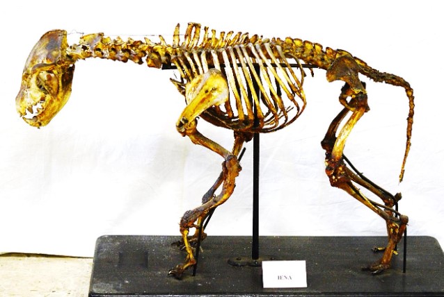 VERTEBRATI/ MAMMIFERI/ Iena maculata (esemplare)