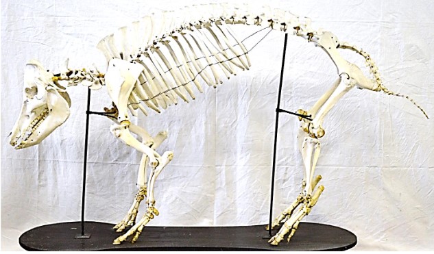 VERTEBRATI/ MAMMIFERI/ Suino (esemplare)