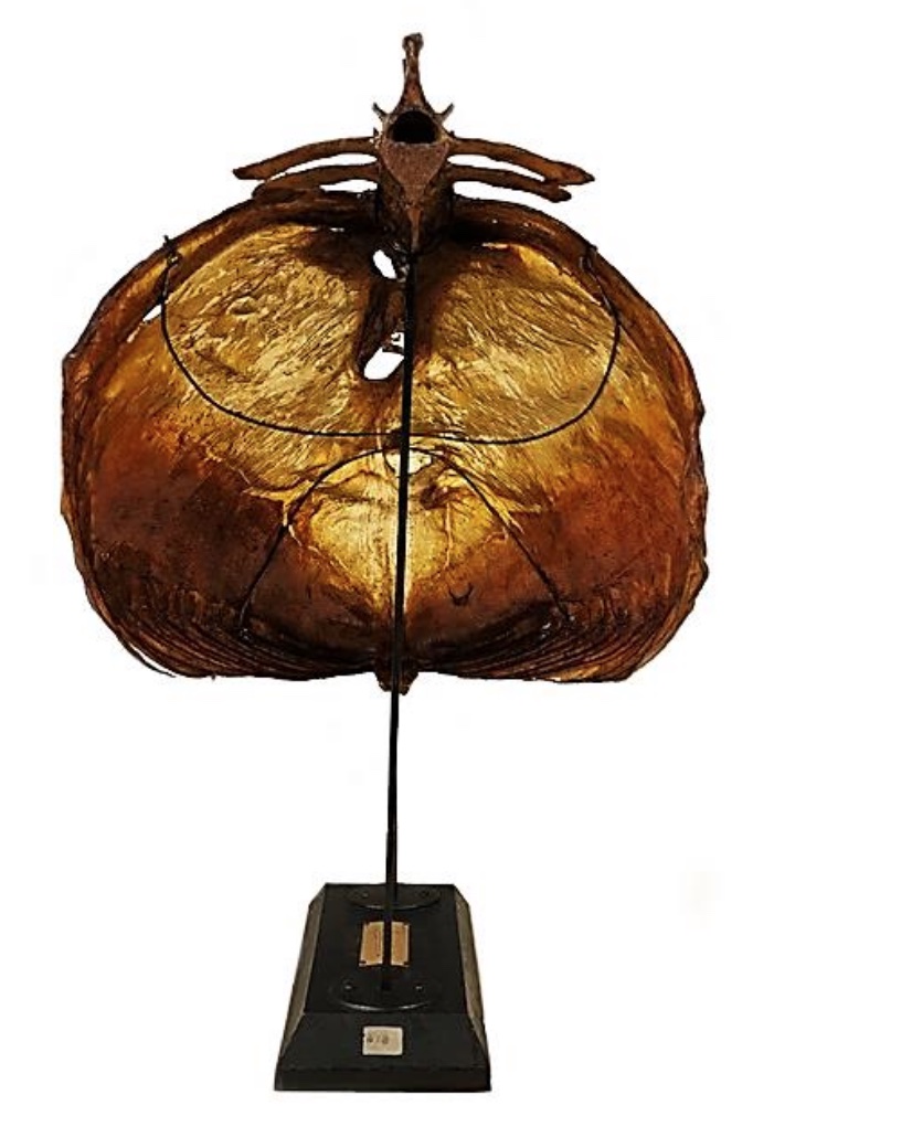 VERTEBRATI/ MAMMIFERI/ Cavallo domestico (esemplare)