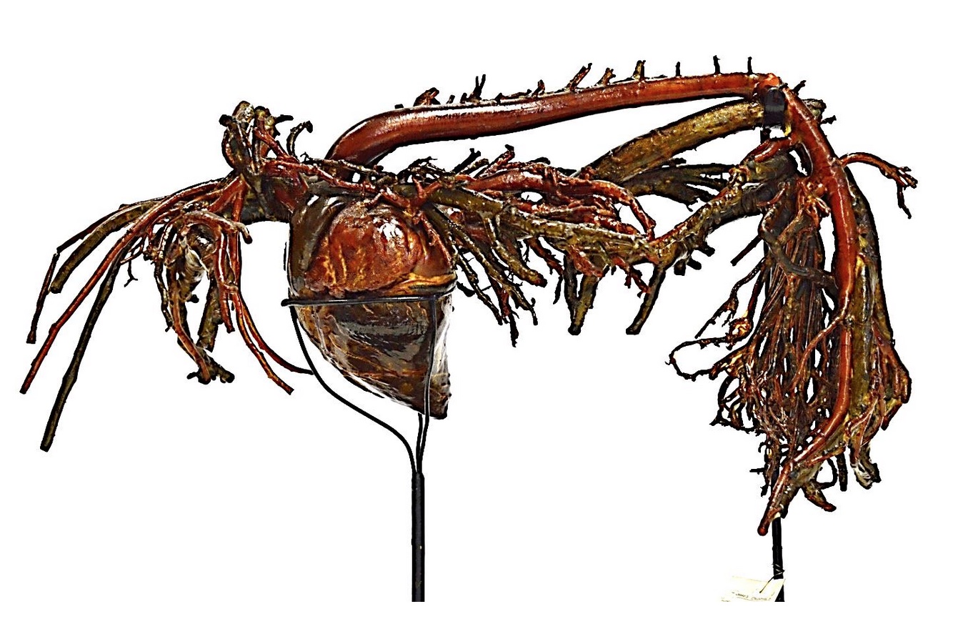 VERTEBRATI/ MAMMIFERI/ Cavallo domestico (esemplare)